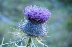 40 Stacheldistel, Carduus acanthoides