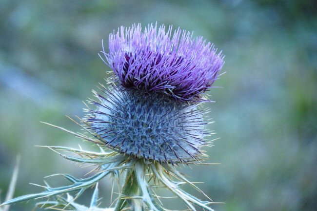 40 Stacheldistel, Carduus acanthoides