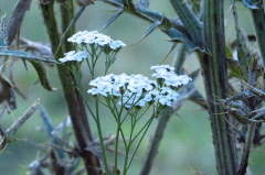 41 Gewhnliche Schafgarbe, Achillea millefolium