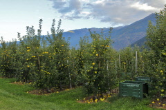 71 typische Vinschgauer Obstplantagen