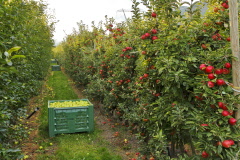 72 Obstwiesen so weit das Auge reicht