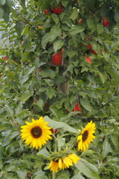 74 pfel kurz vor der Ernte