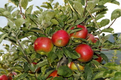 76 leuchtende Vinschger pfel
