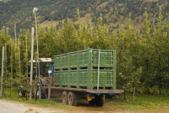 77 diese Trecker wuseln durch die Plantagen
