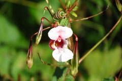 83 Drsiges Springkraut, Impatiens glandulifera