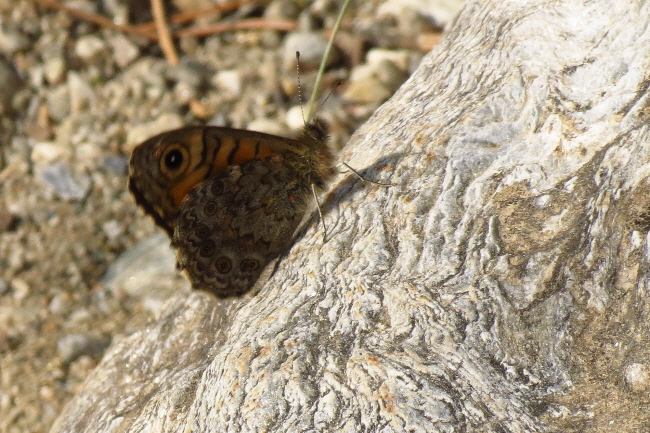 88 Mauerfuchs, Lasiommata megera