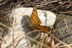 90 Mauerfuchs, Lasiommata megera