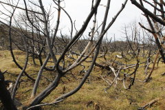 verkohlter Wald