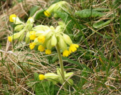 Echte Schlsselblume - Primula veris