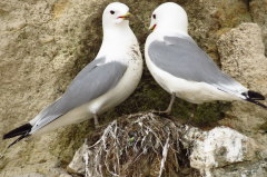 Dreizehenmwen beim Nestbau