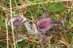 Gewhnliche Kuhschellen - Pulsatilla vulgaris