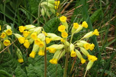 Echte Schlüsselblume - Primula veris Echte Schlüsselblume - Primula veris