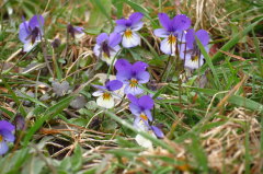 Wildes Stiefmtterchen - Viola tricolor