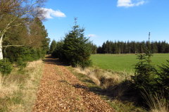 Holzspne bedecken den Wanderweg