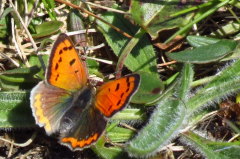 blauschillernder Feuerfalter - Lycaena helle blauschillernder Feuerfalter - Lycaena helle