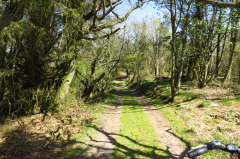 sandige Wege durch den knorrigen Eichen- und Eschenwald