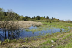 ein kleiner Moorsee umgeben von Riedgras und Schilf