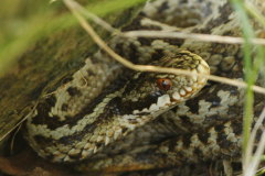 Kreuzotter - Vipera berus, unter einem Dornenbusch