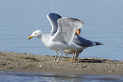 Silbermöwe und Graugans Silbermöwe und Graugans