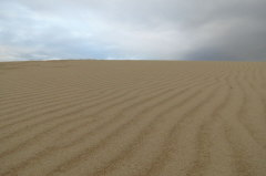 vom Wind geformt - Wanderdne Rbjerg Mile