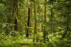 Cathedral Grove im MacMillan PP