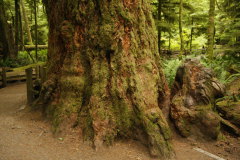 Cathedral Grove mit majesttischen Douglastannen