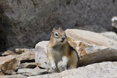 Columbian Ground Squirrel