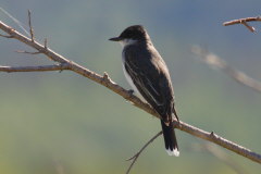Eastern Kingbird - Knigstyrann