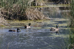 Tierbeobachtungen im Naturschutzgebiet 