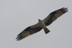 Swainson's Hawk-Buteo swainsoni-Prriebussard