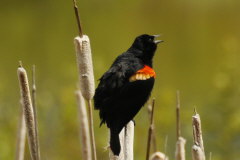 Red-winged Blackbird - Agelaius phoeniceus-Rotschulterstarling
