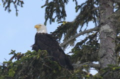 Bald Eagle - Haliaeetus leucocepholus - Weisskopfseeadler