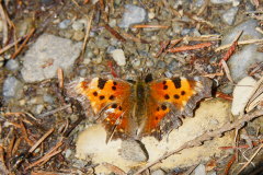 Schmetterlinge begleiten uns