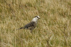 der Gray Jay begleitet uns