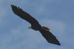Bald Eagle-Haliaeetus leucocepholus-Weikopfseeadler