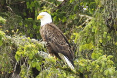 Bald Eagle-Haliaeetus leucocepholus-Weikopfseeadler