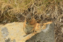 Gold mantled Red Squirrel