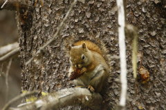 fleiiges Red Squirrel-Tamiasciurus hudsonicus