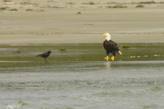 Bald Eagle-Haliaeetus leucocepholus-Weikopfseeadler