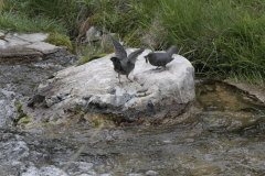 American Dipper-Cinclus mexicanus-Grauwasseramsel
