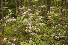 durch die Rhododendron Flats