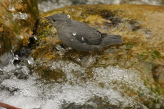 American Dipper-Cinclus mexicanus-Grauwasseramsel