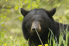 Schwarzbr im Kootenay NP