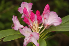  Rhododendron Blte
