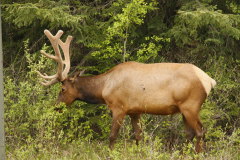 Wapiti