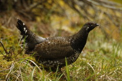 Spruce Grouce-Falcipennis canadensis-Tannenhuhn
