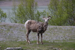 Bighorn Sheep-Ovis canadensis-Dickhornschafe