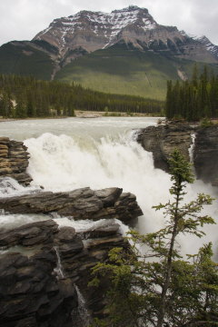 die Athabasca Falls