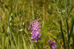 Blumen am Wegesrand