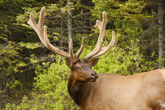Wapiti-Hirsch